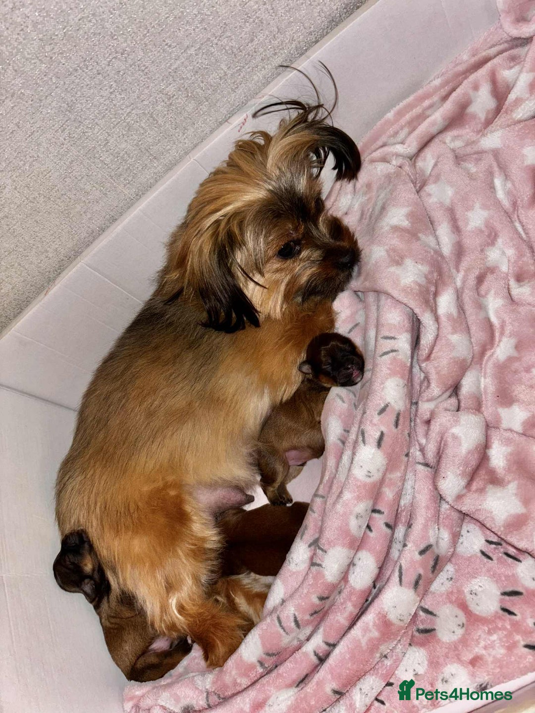 Mixed Breed dogs for sale: Lhasa-apso x Pomeranian pups - Advert 5