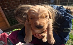 Golden Retriever dogs for sale: Working golden retriever puppies for sale  - Image 9