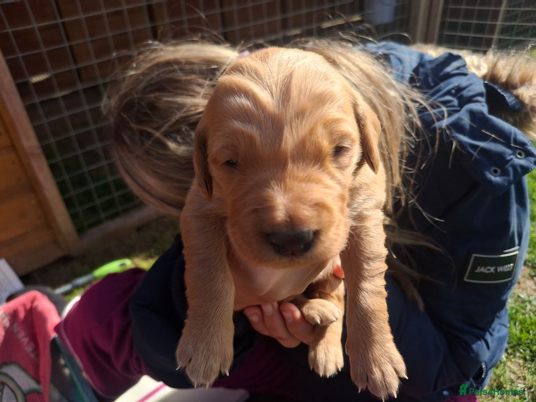 Golden Retriever dogs for sale: Working golden retriever puppies for sale  - Image 9