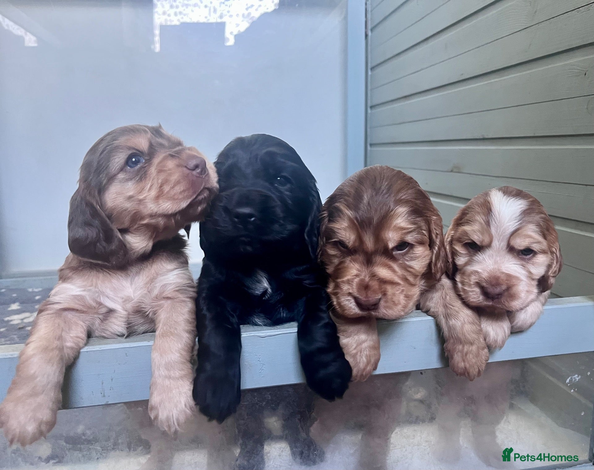 Cocker Spaniel dogs Gorgeous KC Reg Show Cocker Spaniels - Advert 2