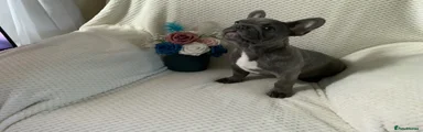 French Bulldog Puppy 2