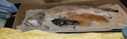 Mixed Breed cats for sale: Tabby and blue tortie girls looking forever home  - Advert 2