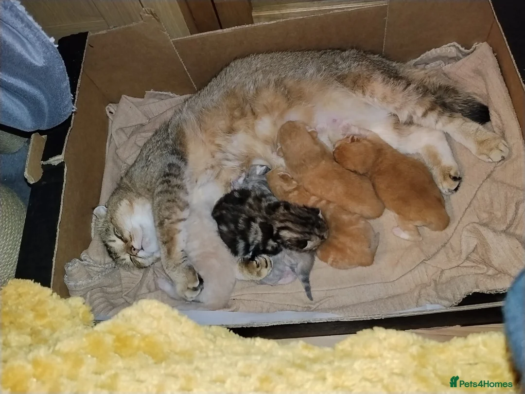 Mixed Breed cats for sale: Tabby and blue tortie girls looking forever home  - Advert 2