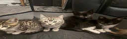 Bengal cats for sale: beautiful Bengal cross kittens - Advert 2