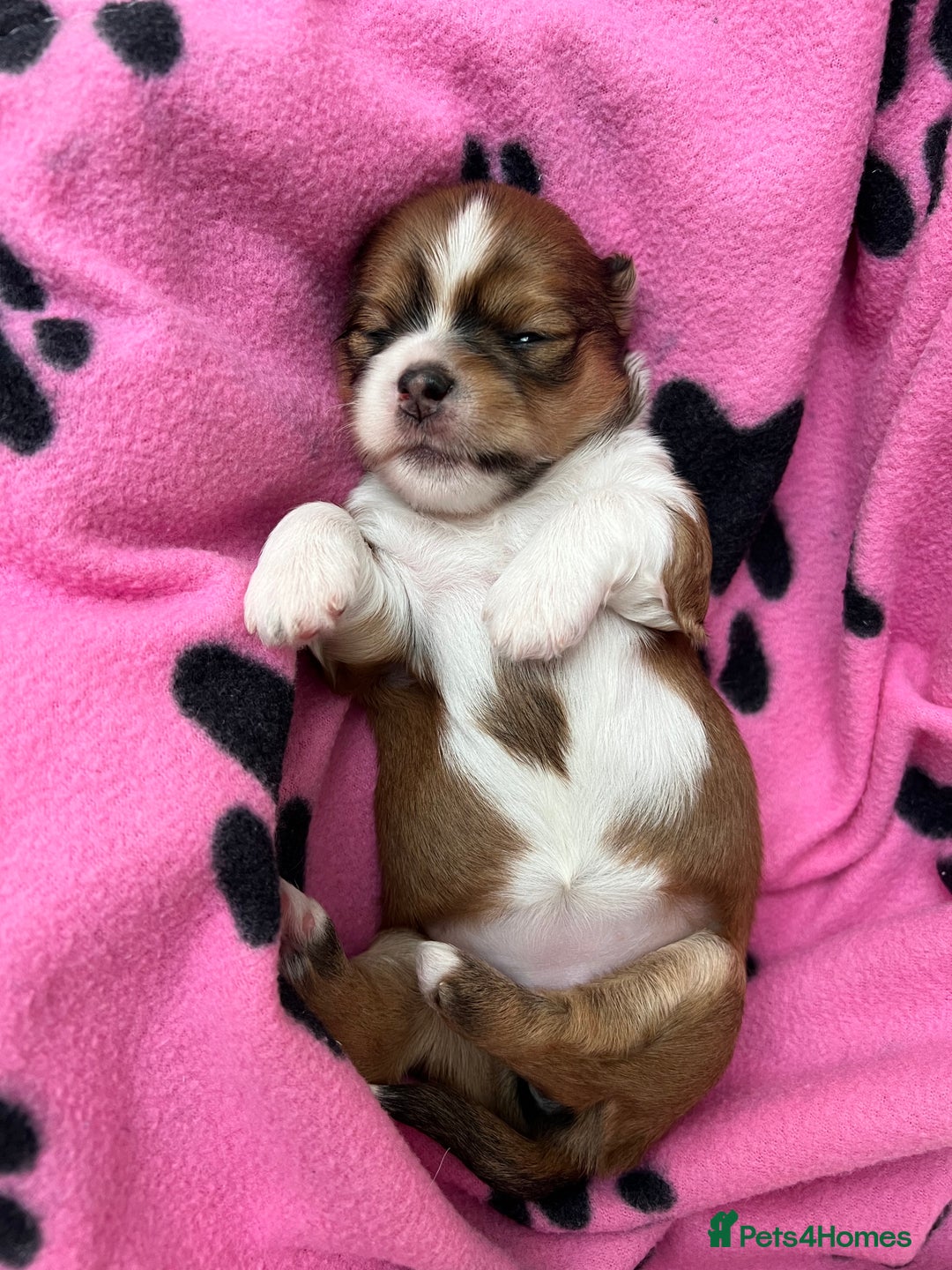 Lhasa Apso dogs for sale: Beautiful Lhasa apso puppies 🐶  - Image 32