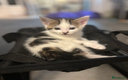 Mixed Breed cats for sale: Beautiful kittens ready for 5/11/28 - Image 7
