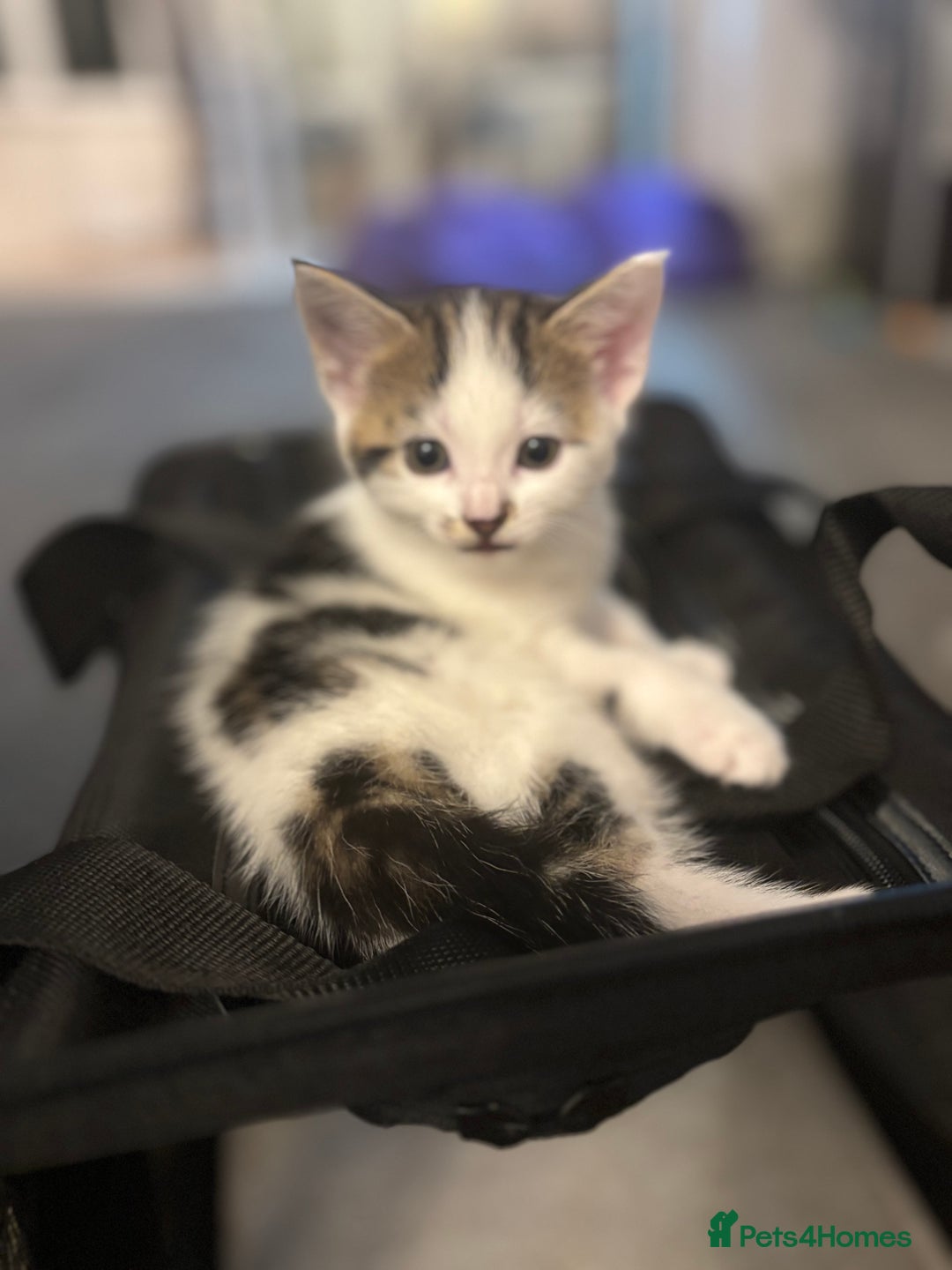 Mixed Breed cats for sale: Beautiful kittens ready for 5/11/28 - Image 7