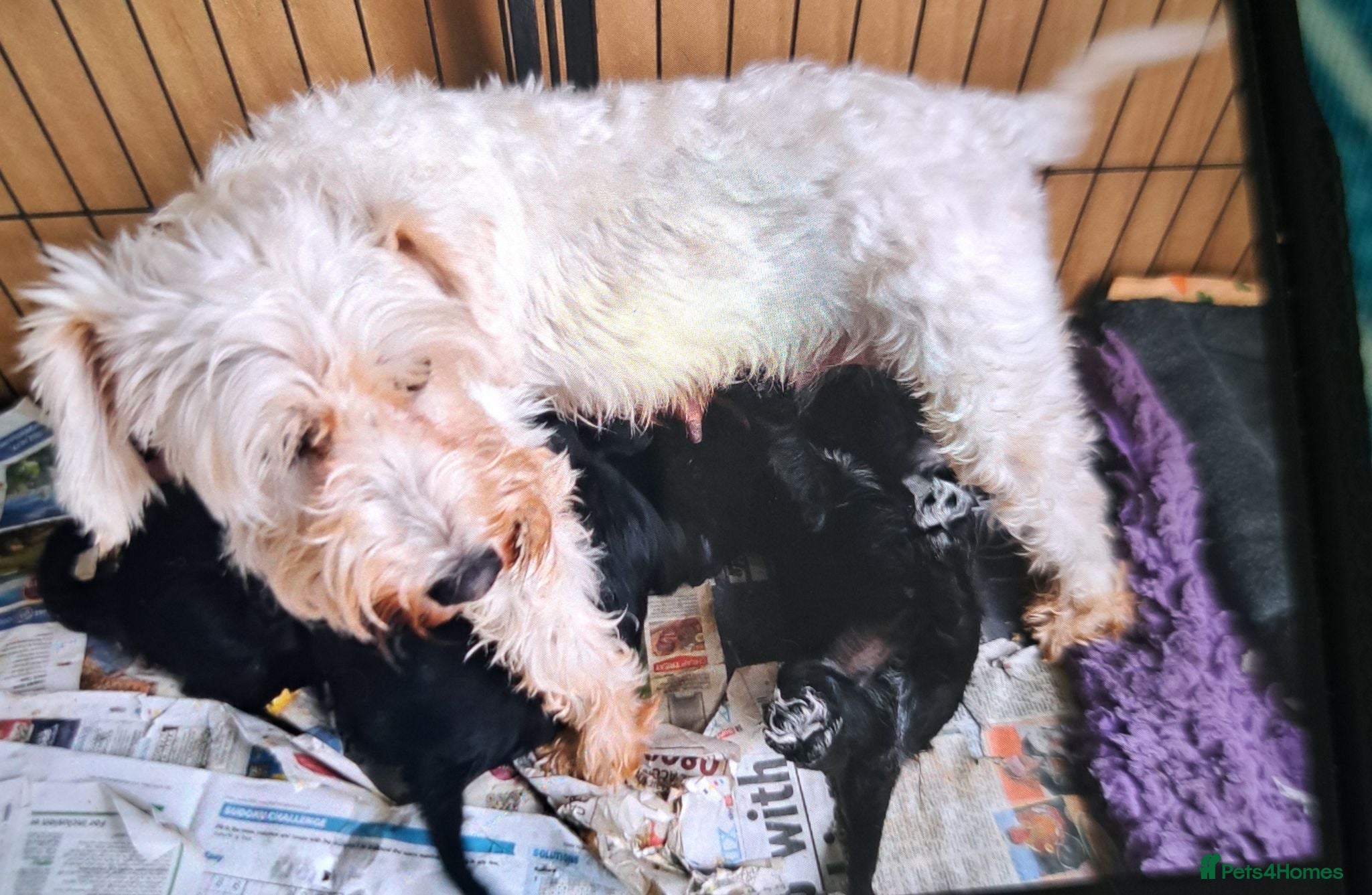 Miniature Schnauzer dogs Cutest miniature schnauzer puppies  - Advert 2