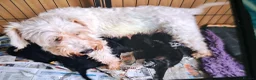 Miniature Schnauzer dogs for sale: Cutest miniature schnauzer puppies  - Advert 2