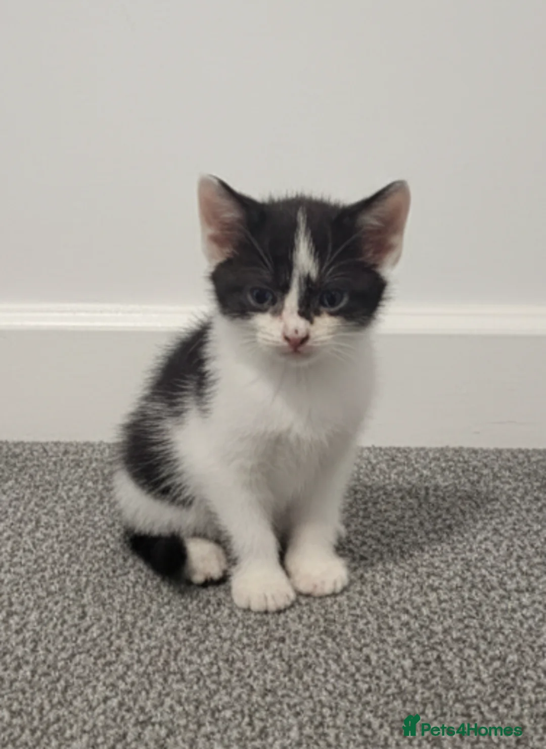 Mixed Breed cats for sale: Kittens for sale - Advert 7