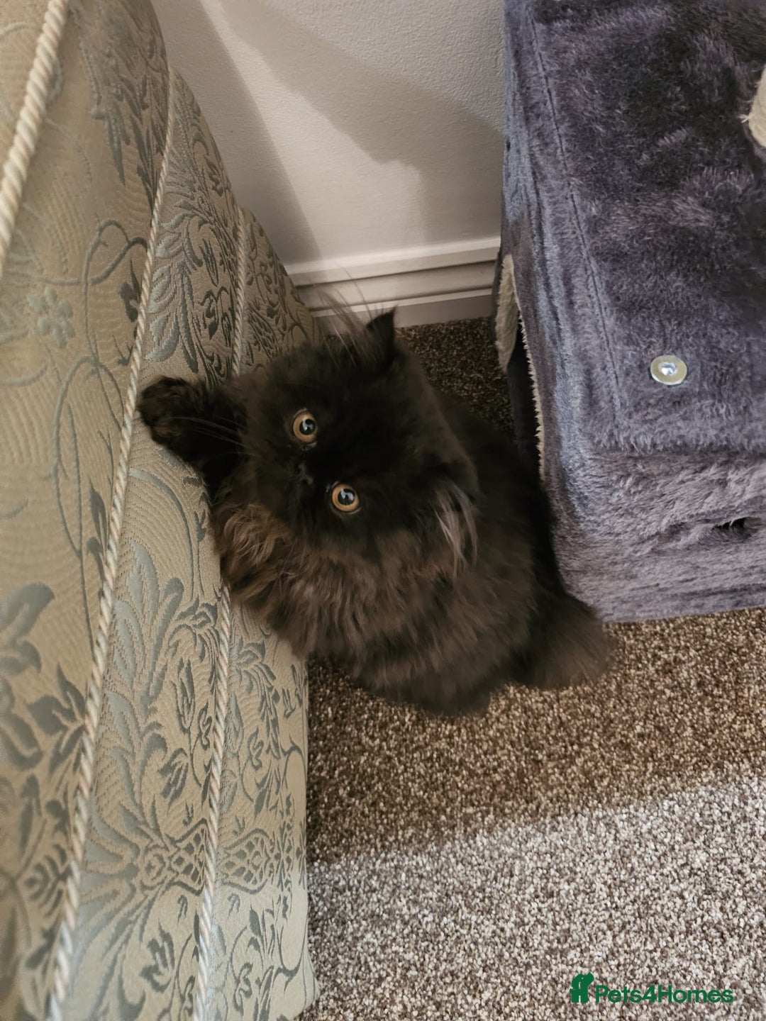 Persian cats for sale: Stunning Persian girl  - Advert 18