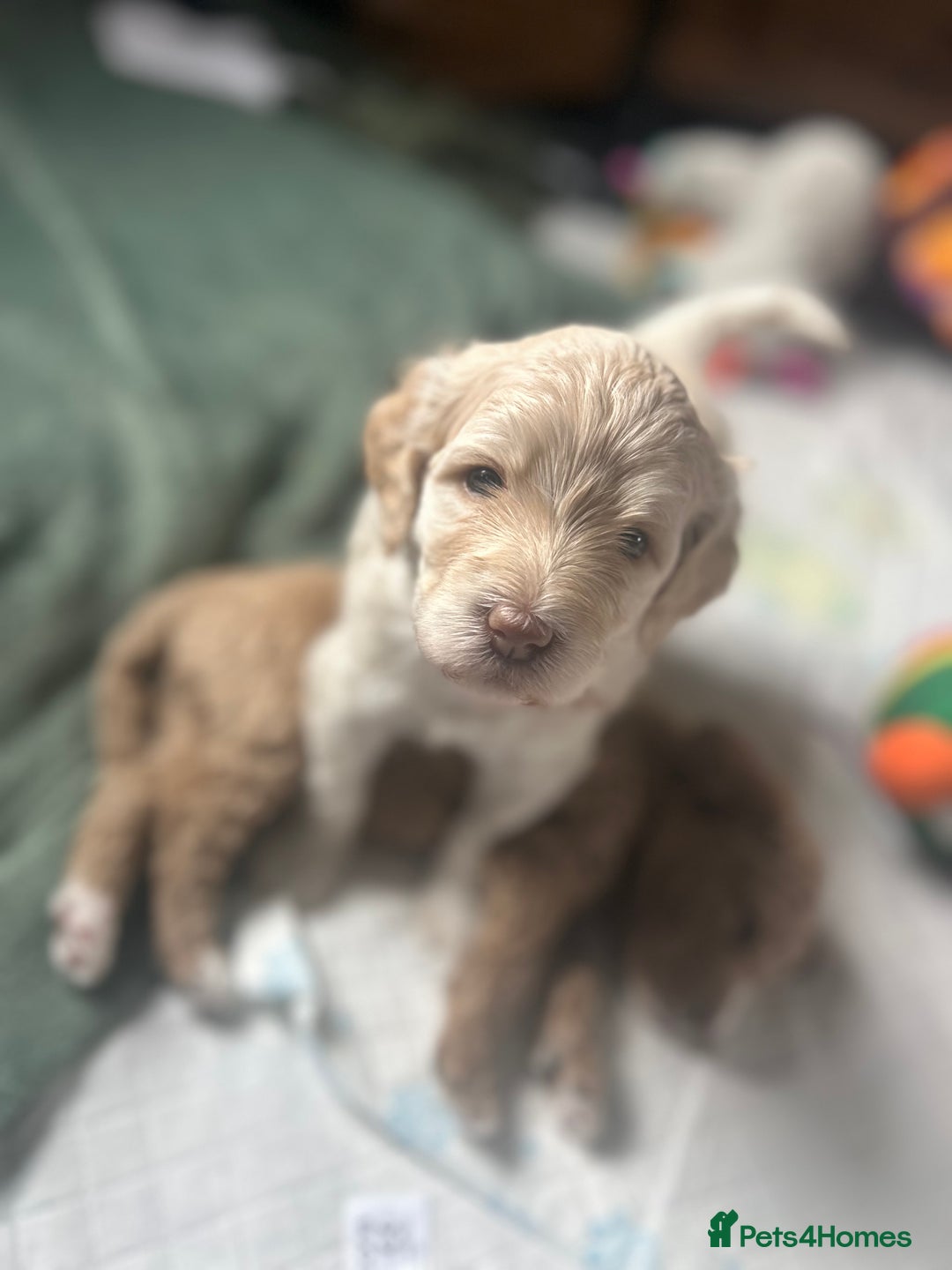 Cavapoo dogs for sale: ✨🌈 Rare Chocolate & Multicoloured Curly Cavapoos - Image 28