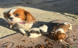 Mixed Breed dogs for sale: Lovely caver jack puppies for sale  - Advert 7