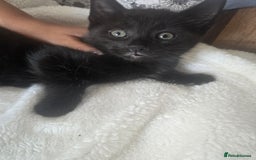 British Shorthair cats for sale: 3 kittens for sale - Image 3