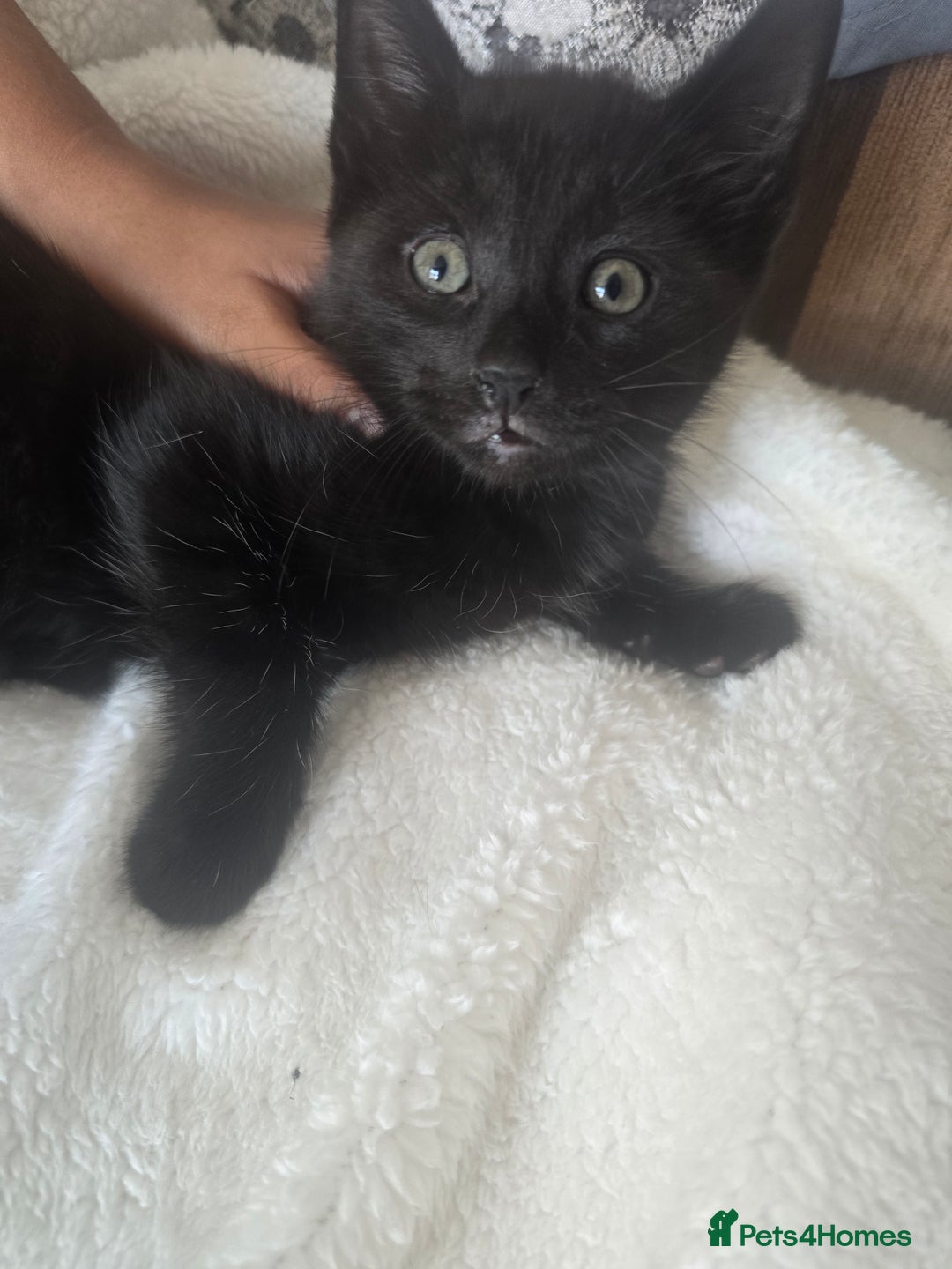 British Shorthair cats for sale: 3 kittens for sale - Image 3