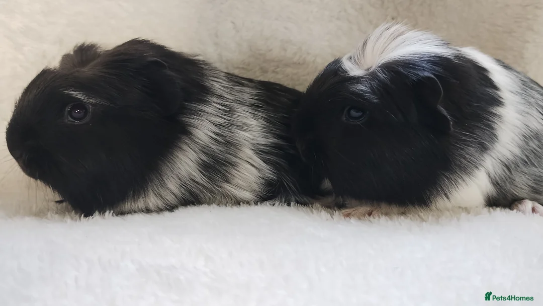 Guinea Pig rodents for sale: Delivery available cornet sister guinea pigs ready - Advert 8