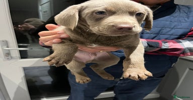 Labrador Retriever dogs Silver Labrador last boy  ready this weekend  - Advert 3