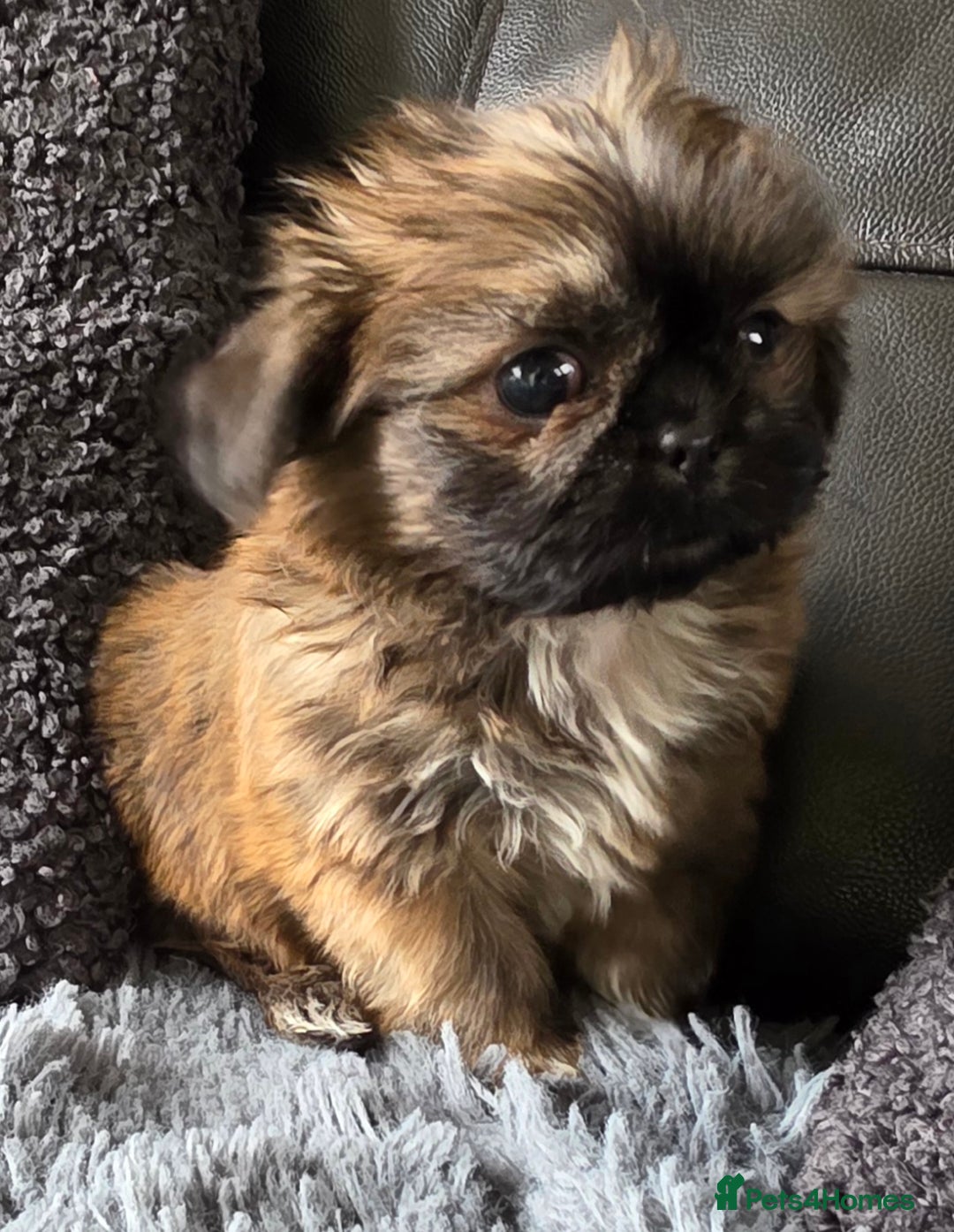 Shih Tzu dogs for sale: Ready now small/tiny Rare Brindle Imp Shih Tzu - Image 4