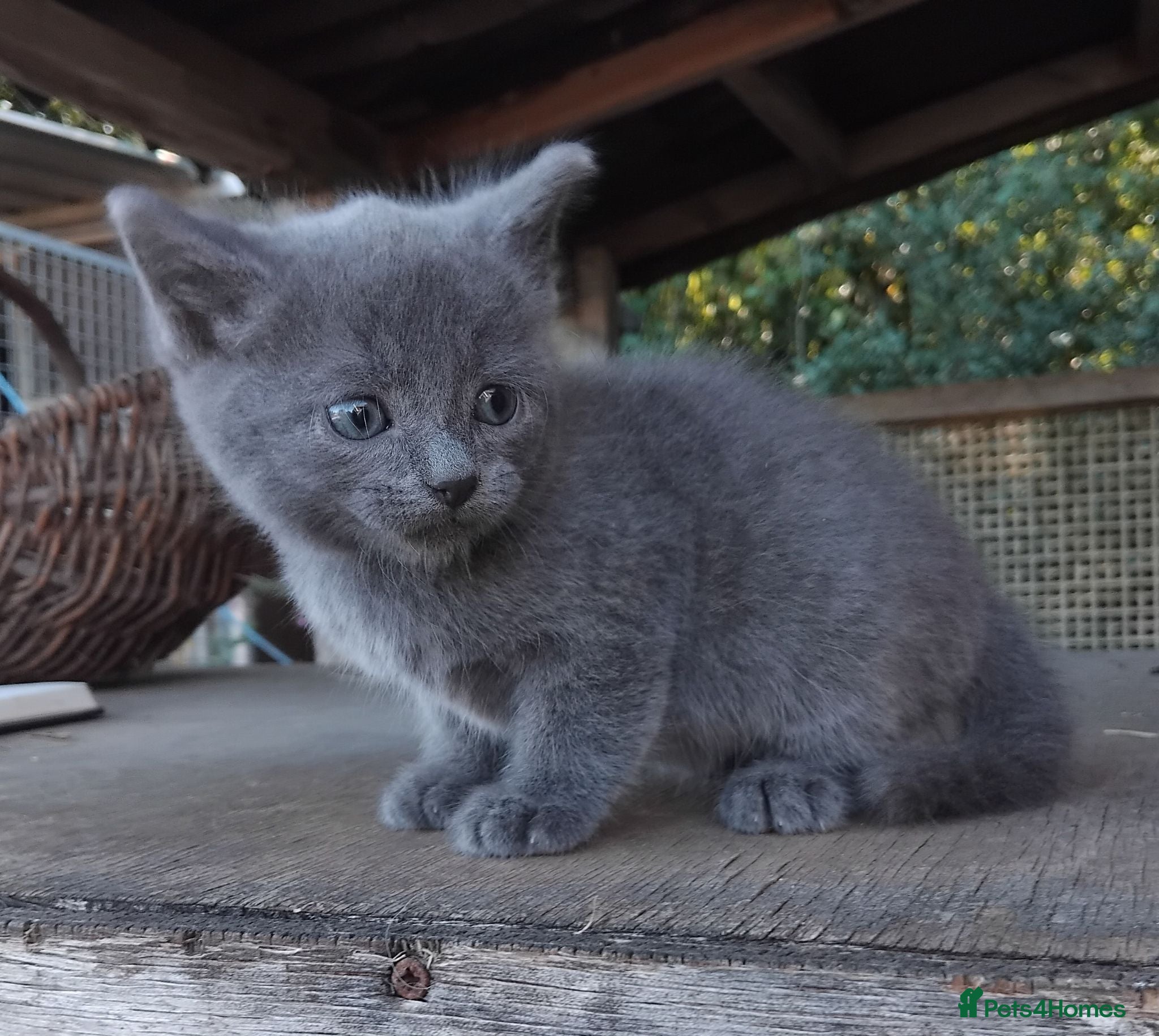 Mixed Breed cats Part British Short-hair Blue & Blue/White Kittens. - Advert 2