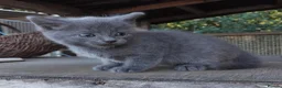 Mixed Breed cats for sale: Part British Short-hair Blue & Blue/White Kittens. - Advert 1