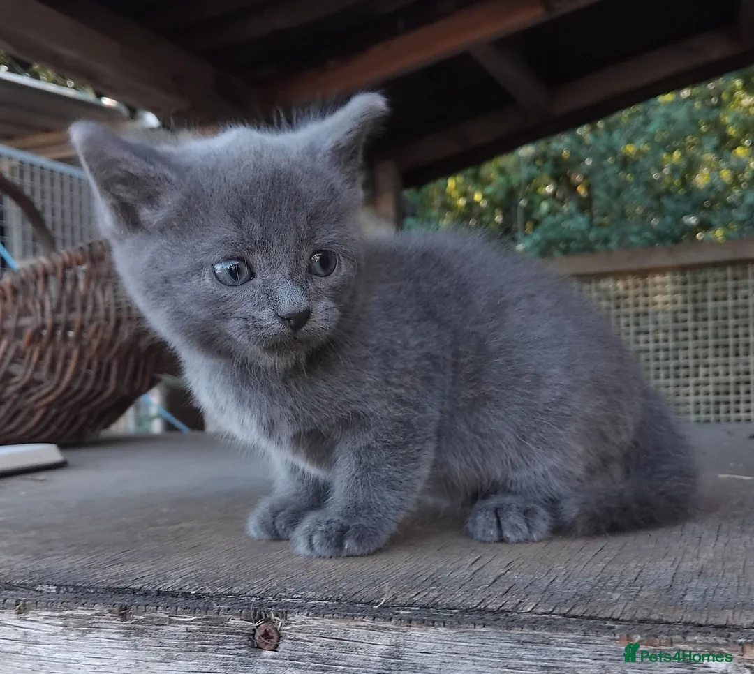 Mixed Breed cats for sale: Part British Short-hair Blue & Blue/White Kittens. - Advert 1