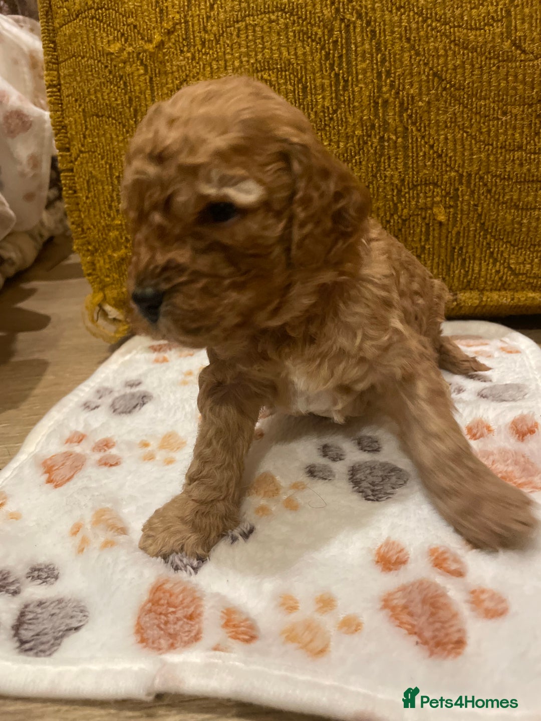 Cavapoo dogs for sale: FB2 cavapoo puppies-1 girl available  - Advert 19