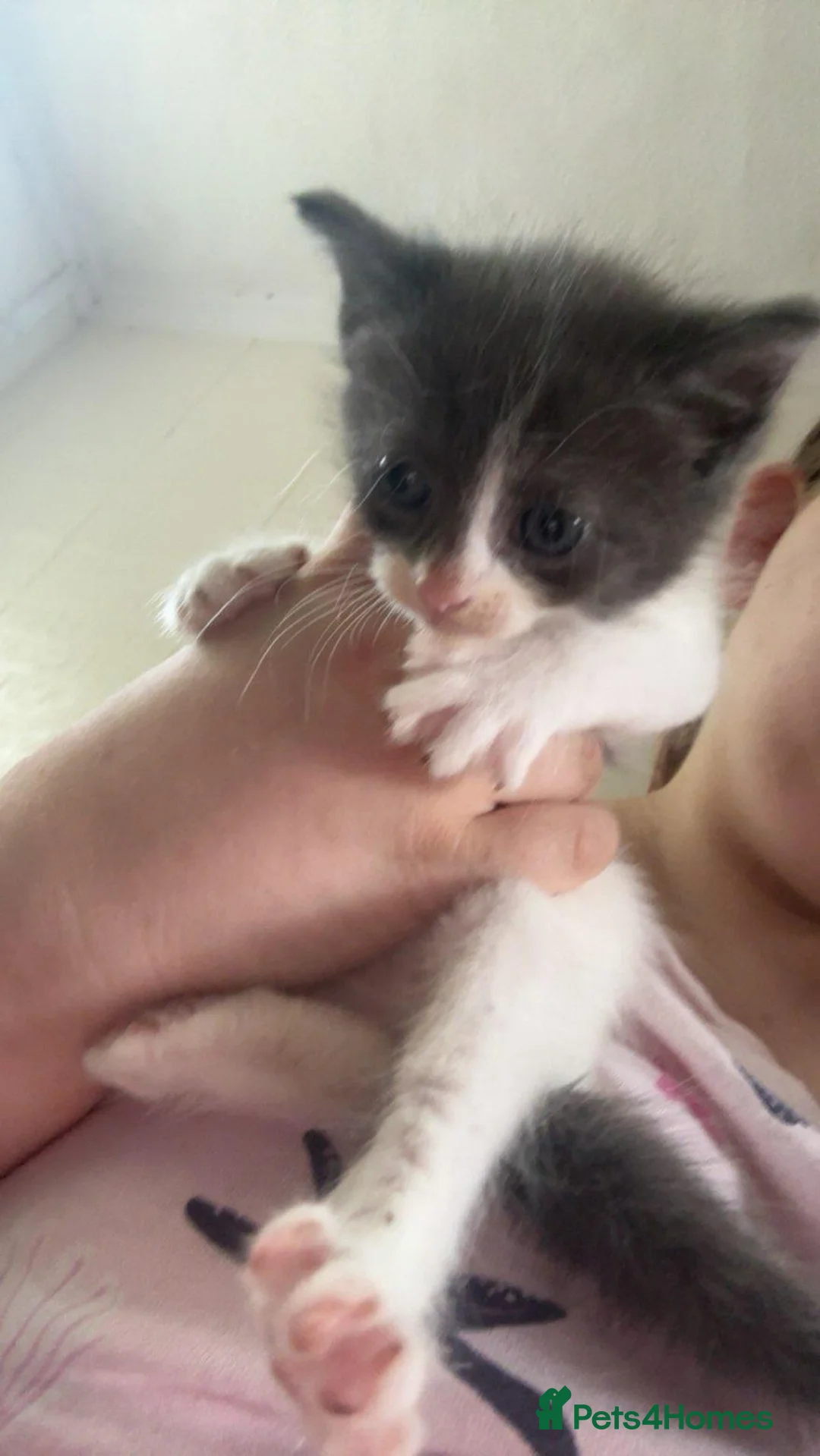 Mixed Breed cats for sale: Kittens need homes in Preston - Advert 2