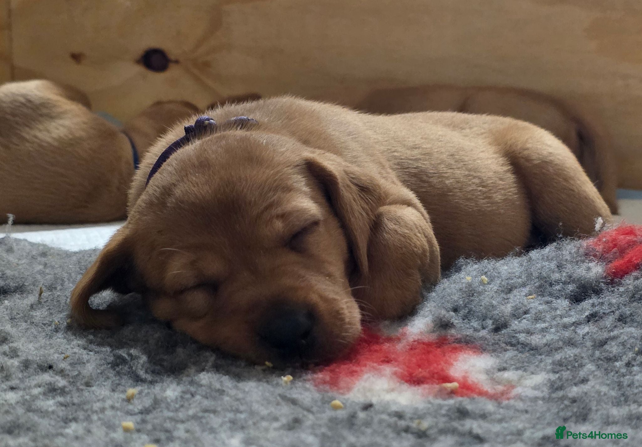 Labrador Retriever dogs Stunning Chunky KC Registered Red Labrador Puppies - Advert 1