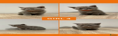 Girl 4 Orange Collar