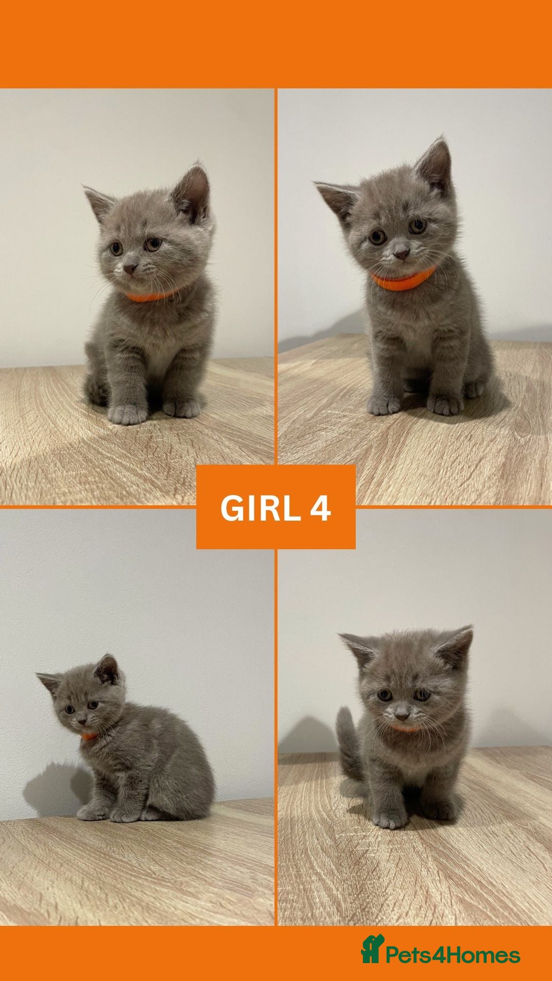 British Shorthair cats for sale: Beautiful Kittens- British Shorthair X Maine Coon - Advert 11