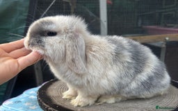 Mini Lop rabbits for sale: Pure bred baby female mini lops available  - Image 4