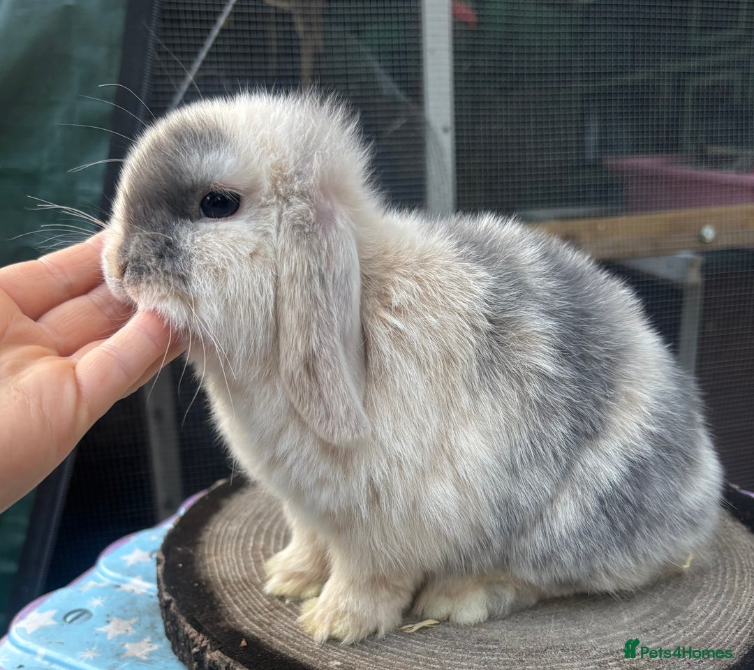 Mini Lop rabbits for sale: Pure bred baby female mini lops available  - Image 4