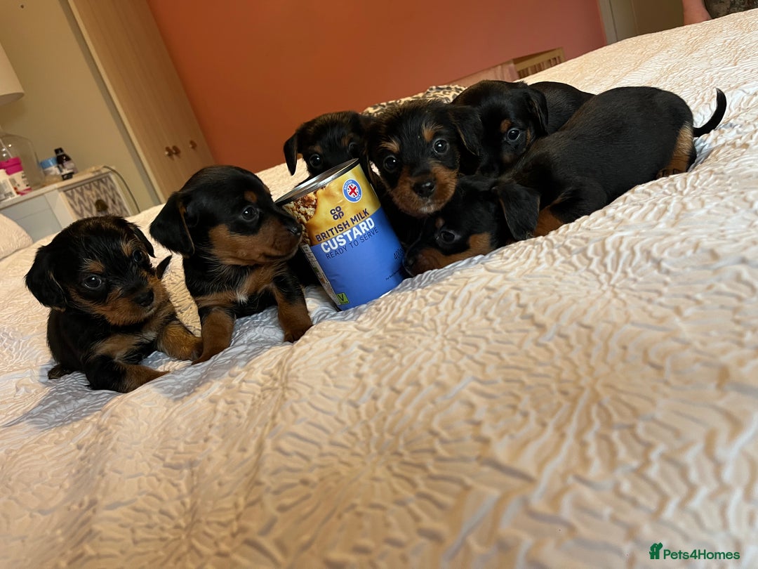 Mixed Breed dogs for sale: Adorable Dorkie puppies  - Image 10