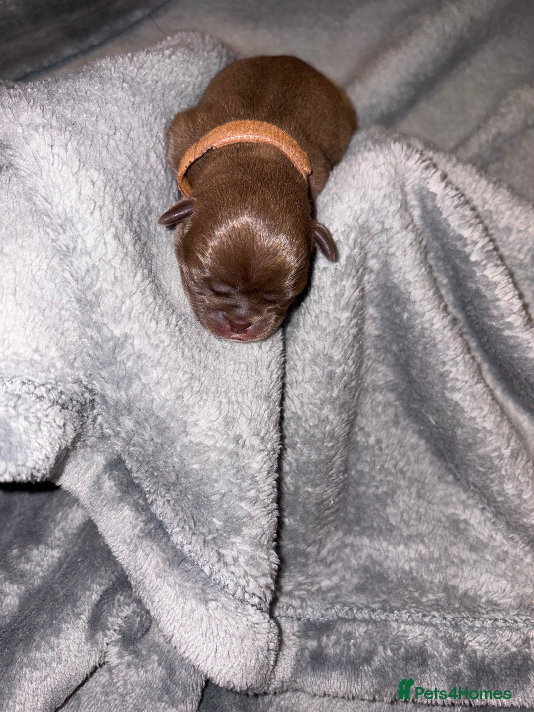 Pug dogs for sale: 6 stunning pugs for sale - Advert 14