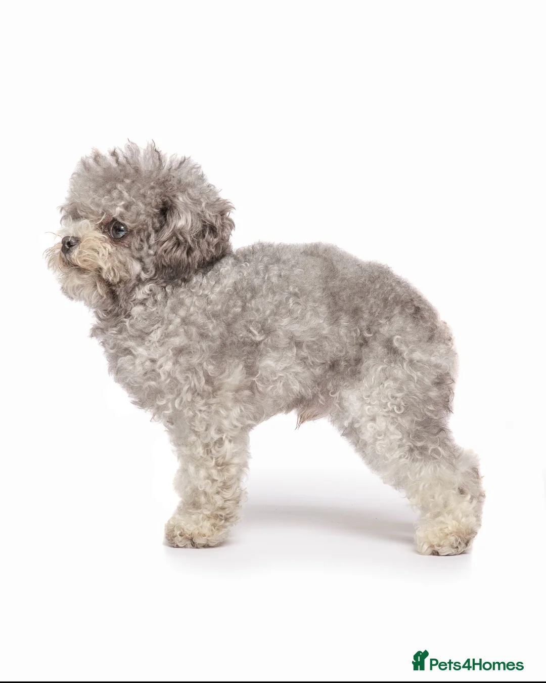 Toy Poodle dogs for stud: Asian Line Micro Silver Toy Poodle  - Advert 2