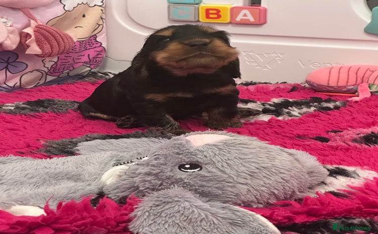 Cocker Spaniel dogs - Advert 9