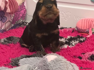 Cocker Spaniel dogs - Advert 28