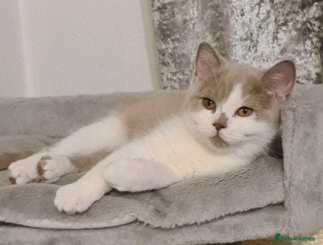 British Shorthair cats for sale: Ready Now 💙British ShortHair kitten GCCF  - Advert 4