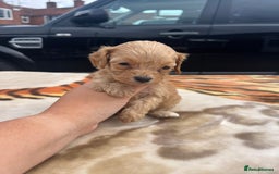Cocker Spaniel dogs for sale: cocker spaniel puppies - Image 2