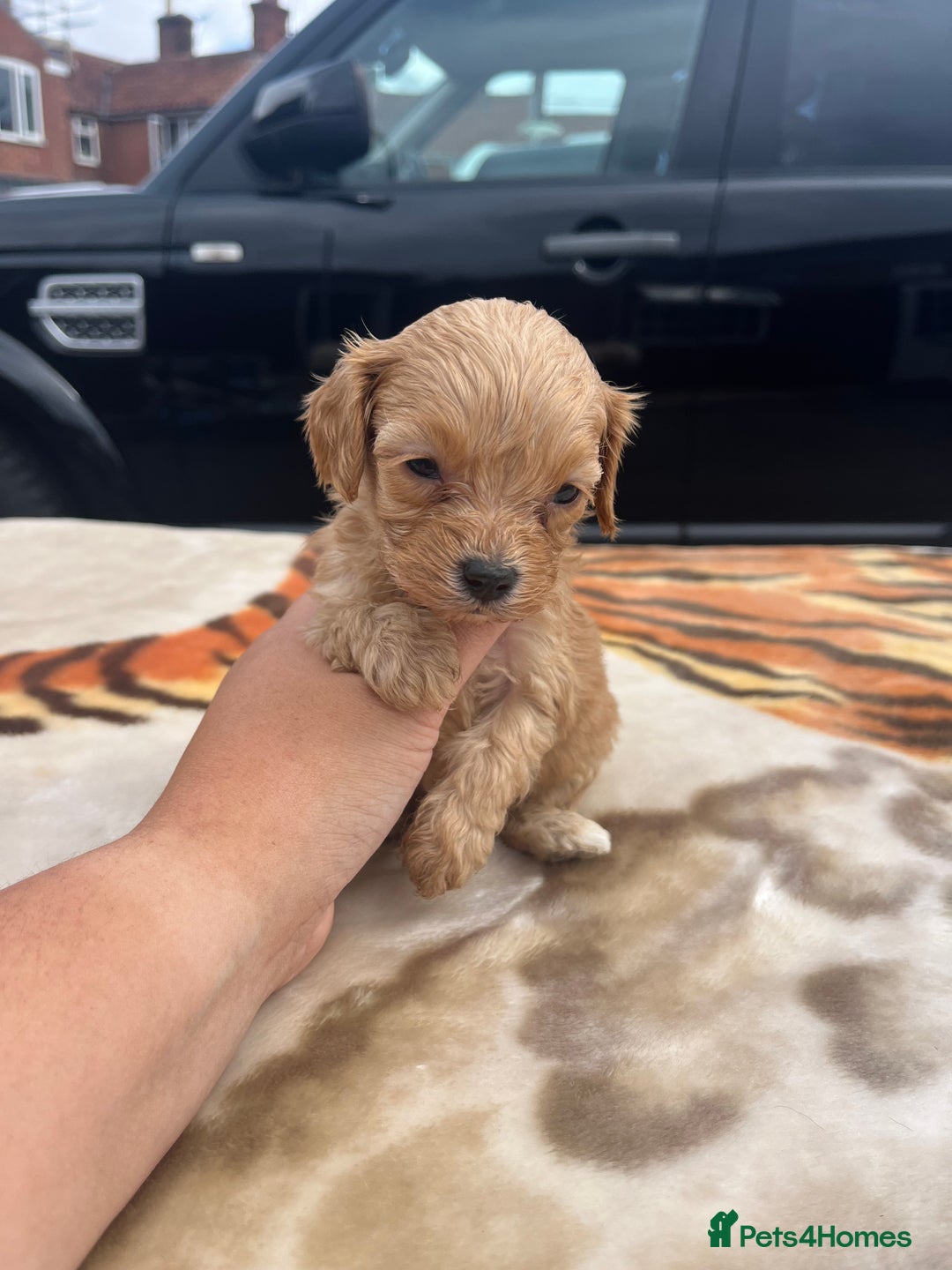 Cocker Spaniel dogs for sale: cocker spaniel puppies - Image 2