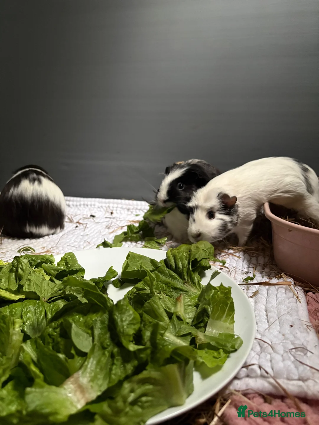 Guinea Pig rodents for sale: 3 Female Guinea pigs needing homes in Bathgate - Advert 1