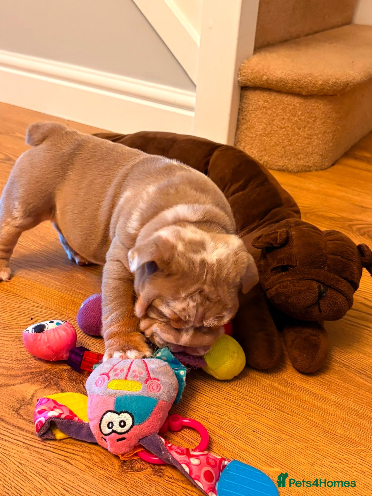 English Bulldog dogs 5 Generation 7 week old  chunky British  bulldogs  - Advert 10