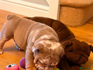 English Bulldog dogs 5 Generation 7 week old chunky British bulldogs - Advert 10