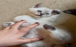 Mixed Breed cats for sale: Lynx Point Girl - Image 4
