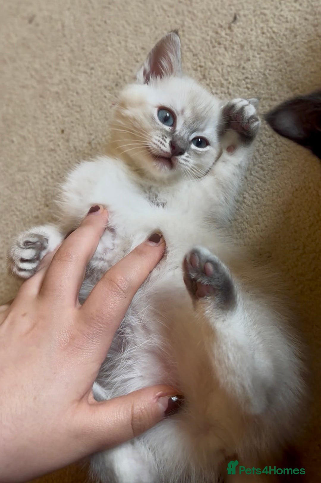 Mixed Breed cats for sale: Lynx Point Girl - Image 4