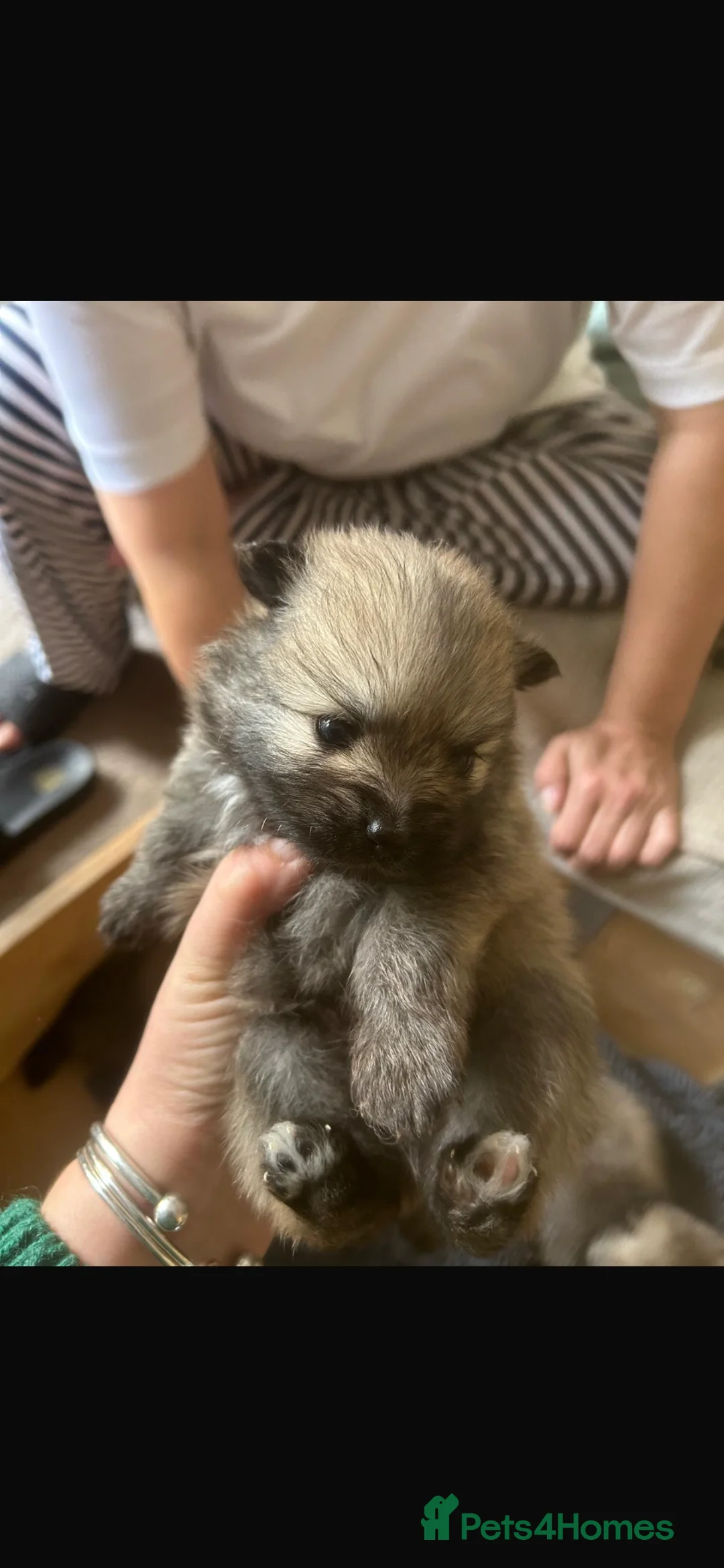 Pomeranian dogs for sale: 5 Generation champion Russian bloodline - Advert 11