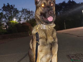 Belgian Shepherd Dog dogs Gorgeous Belgian Mali - Advert 1