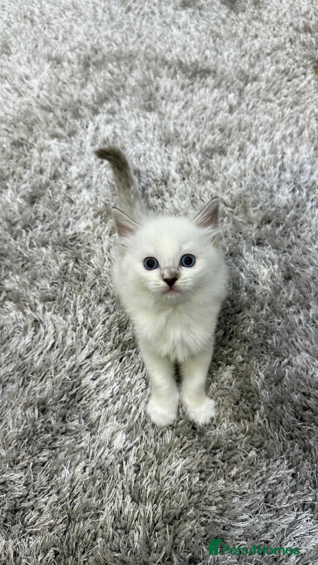 Ragdoll cats for sale: Beautiful Ragdoll Kittens for Sale – 2Boys&2Girls - Advert 6