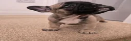 French Bulldog dogs for sale: Adorable Fremch bull dog puppies  in Stoke-on-Trent - Advert 11