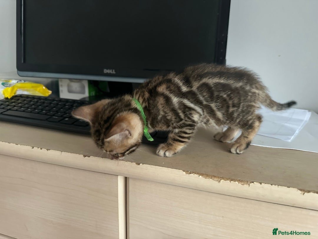 Bengal cats for sale: Beautiful Bengal babies  - Image 3